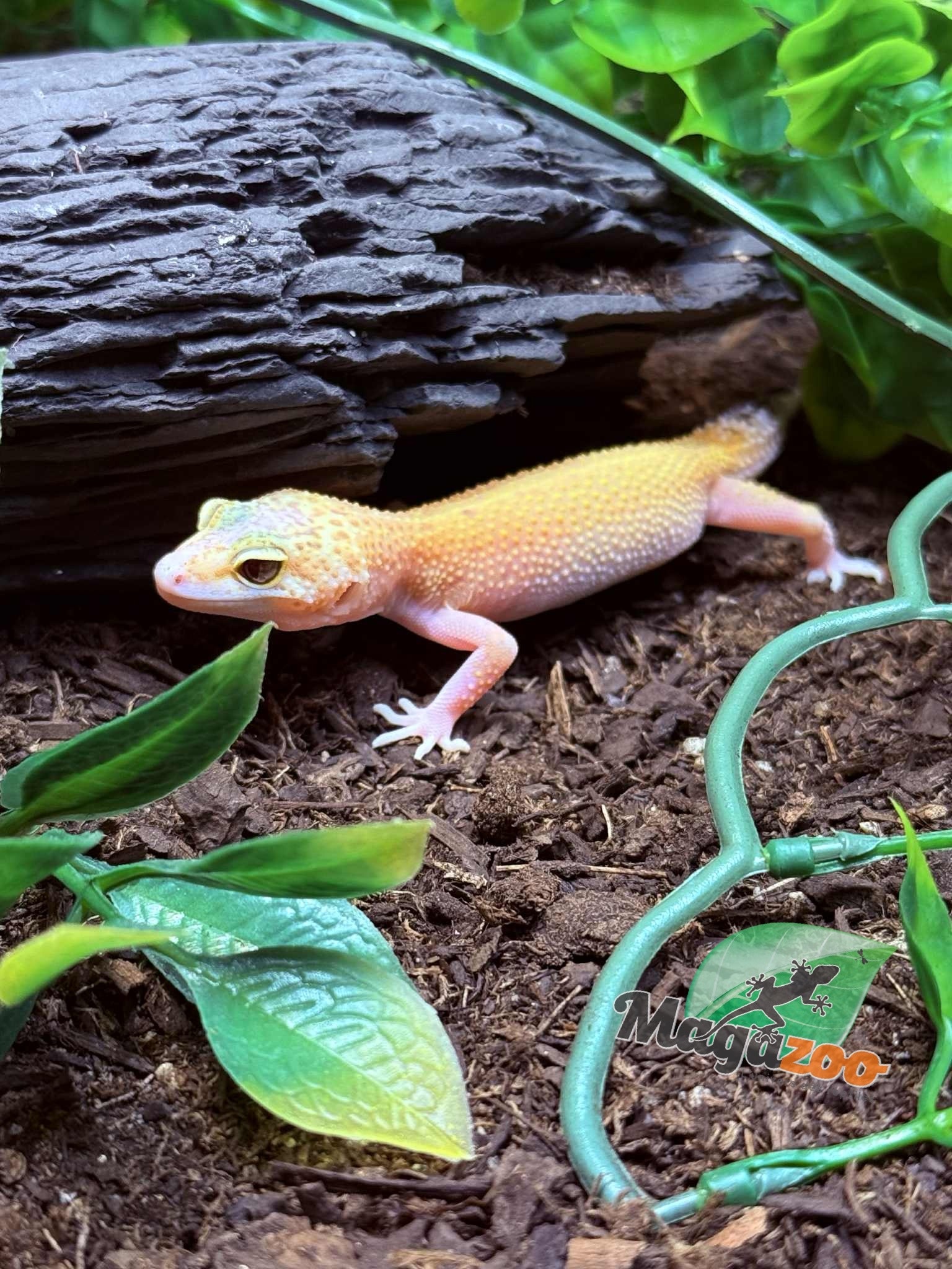 Magazoo Patternless Eclipse Female Leopard Gecko 04/20/25 #7 (SPECIAL ORDER)