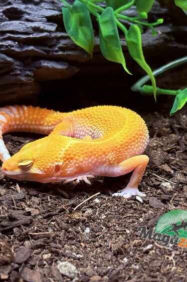 Magazoo Sunglow het eclipse Male Leopard Gecko 05/04/25 #8 (SPECIAL ORDER)