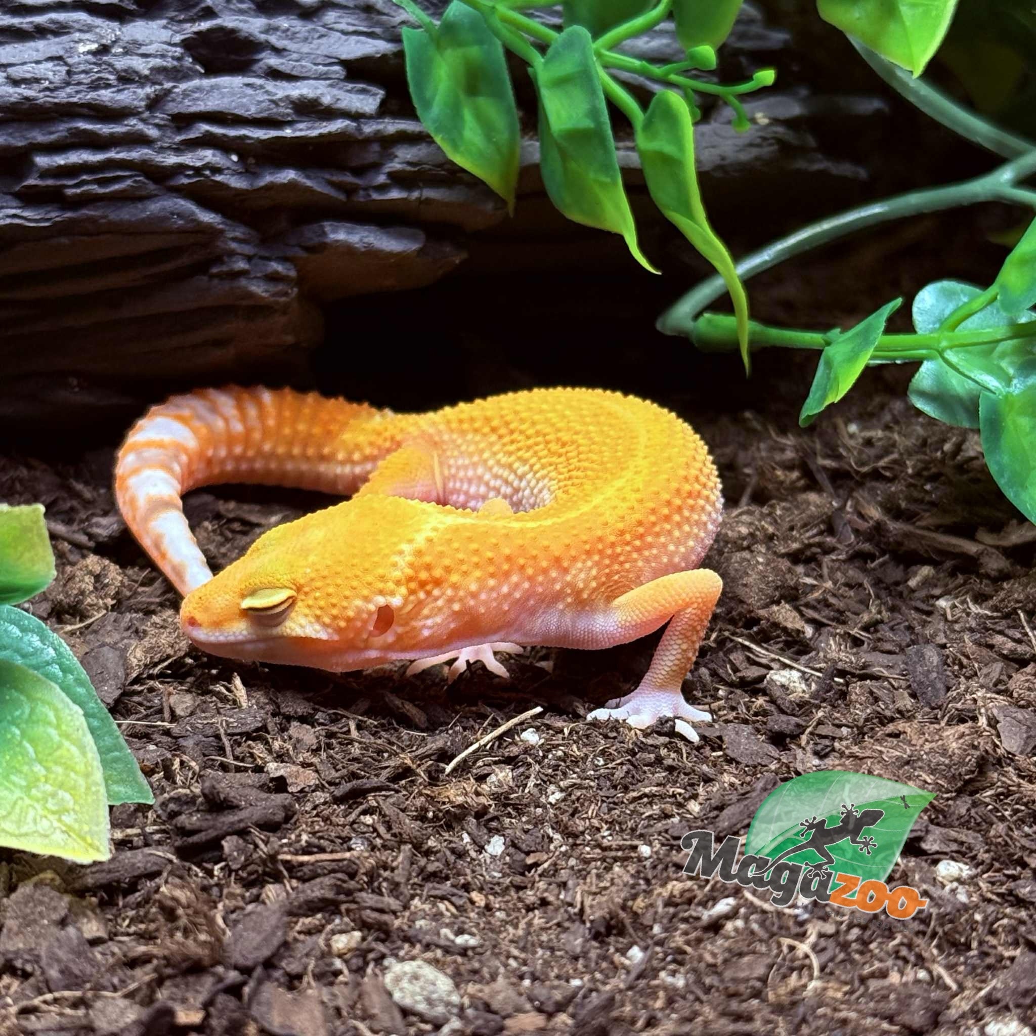 Magazoo Gecko léopard Sunglow het éclipse Mâle 04/05/25 #8 (EN COMMANDE SPÉCIAL)