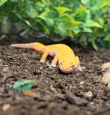 Magazoo Gecko léopard Sunglow het éclipse Mâle 04/05/25 #8 (EN COMMANDE SPÉCIAL)