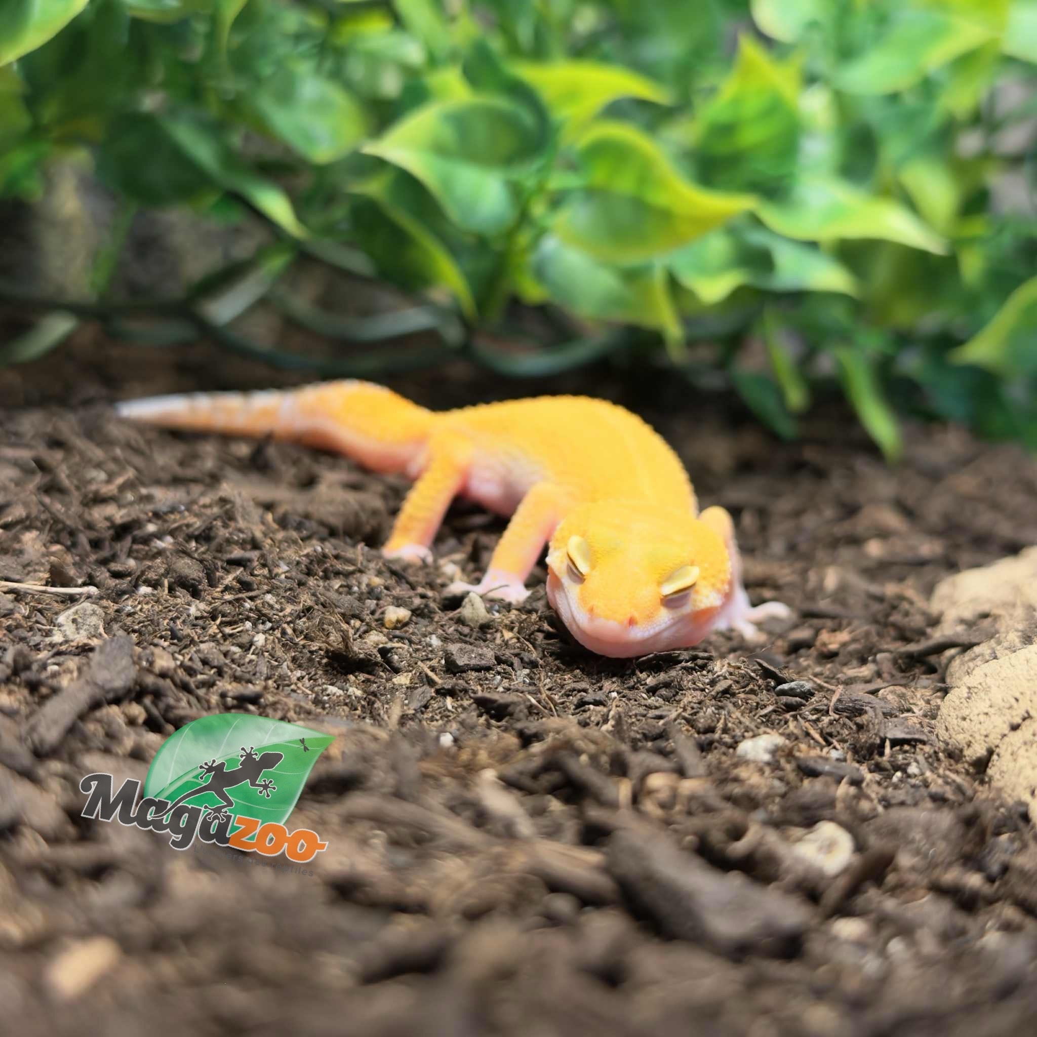 Magazoo Sunglow het eclipse Male Leopard Gecko 05/04/25 #8 (SPECIAL ORDER)
