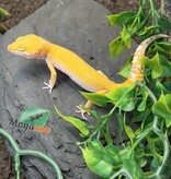 Magazoo Gecko léopard Sunglow het éclipse Mâle 04/05/25 #8 (EN COMMANDE SPÉCIAL)