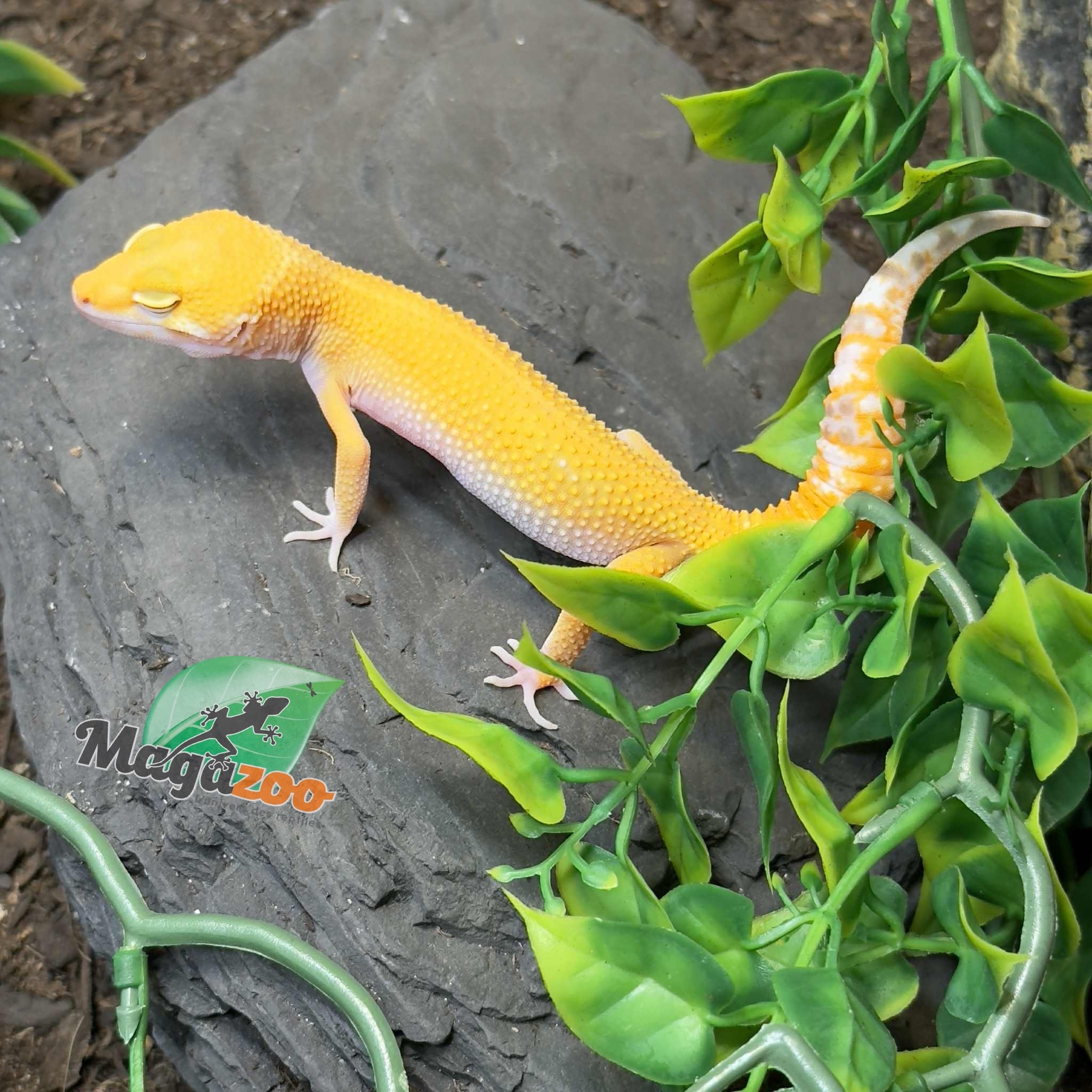 Magazoo Gecko léopard Sunglow het éclipse Mâle 04/05/25 #8 (EN COMMANDE SPÉCIAL)