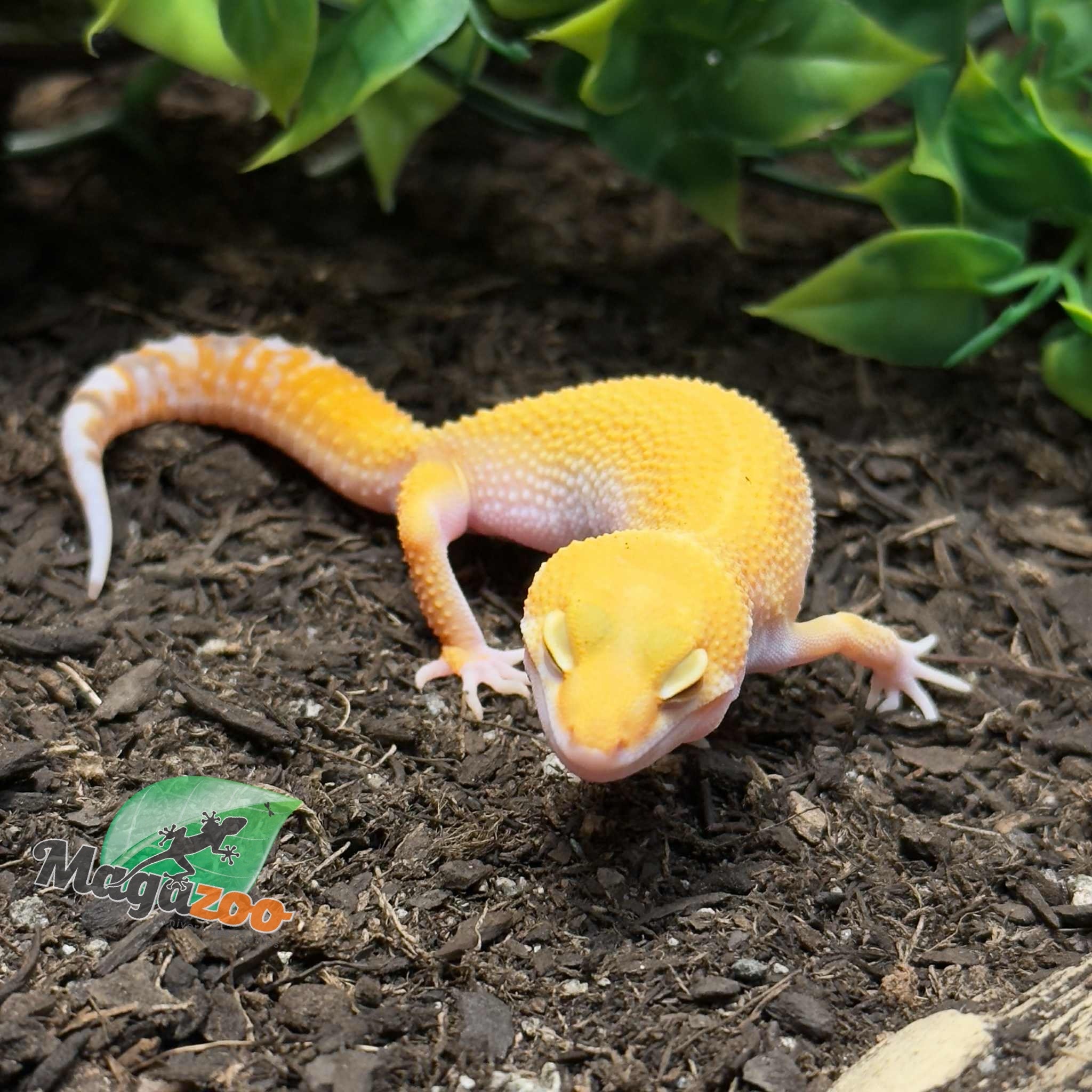 Magazoo Sunglow het eclipse Male Leopard Gecko 05/04/25 #8 (SPECIAL ORDER)