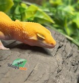 Magazoo Gecko léopard Sunglow het éclipse Mâle 04/05/25 #8 (EN COMMANDE SPÉCIAL)