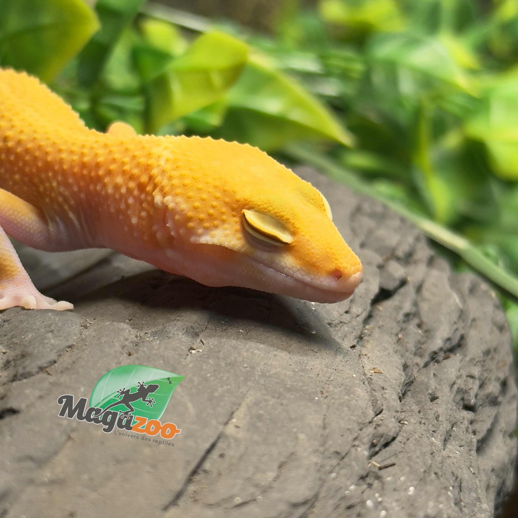 Magazoo Sunglow het eclipse Male Leopard Gecko 05/04/25 #8 (SPECIAL ORDER)