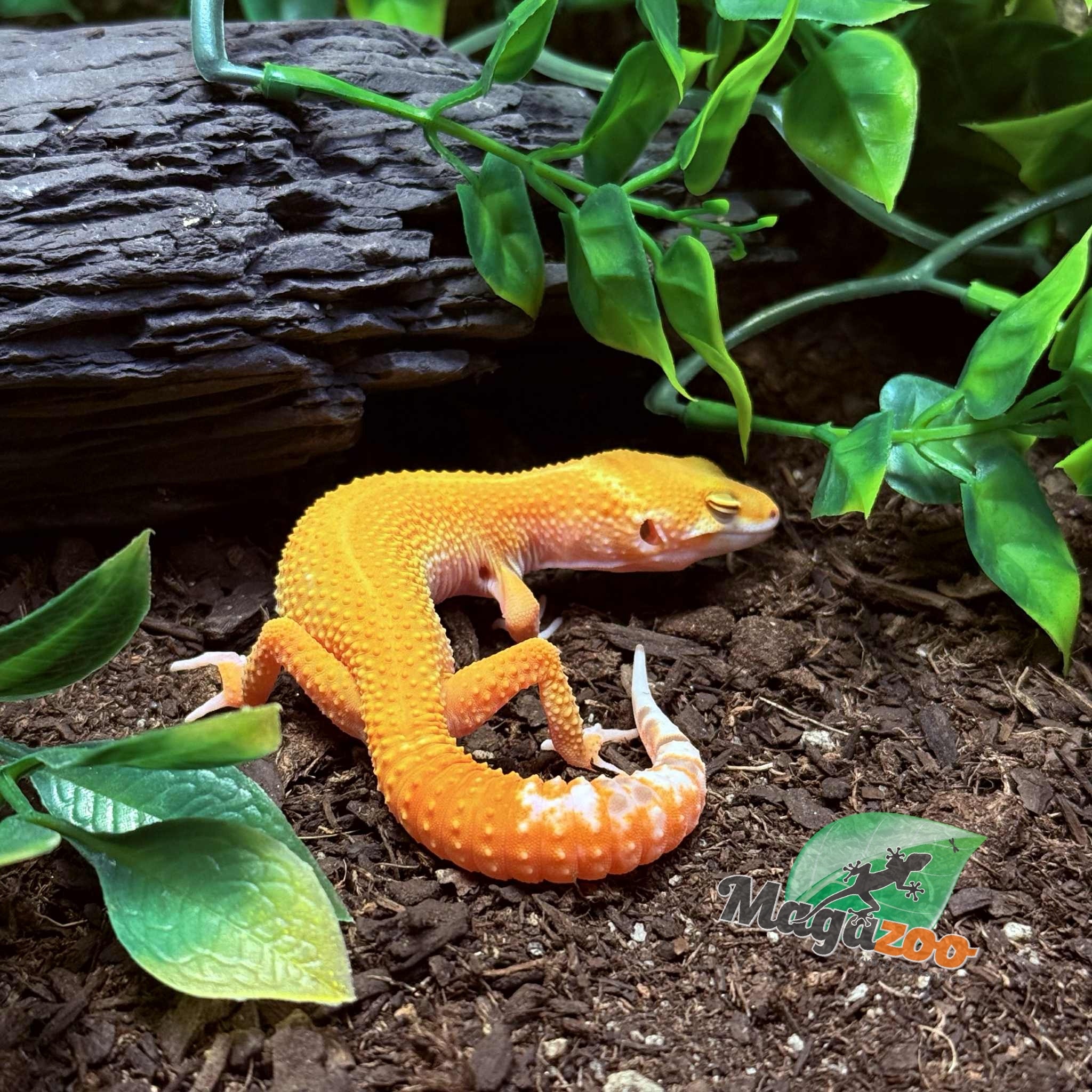 Magazoo Gecko léopard Sunglow het éclipse Mâle 04/05/25 #8 (EN COMMANDE SPÉCIAL)