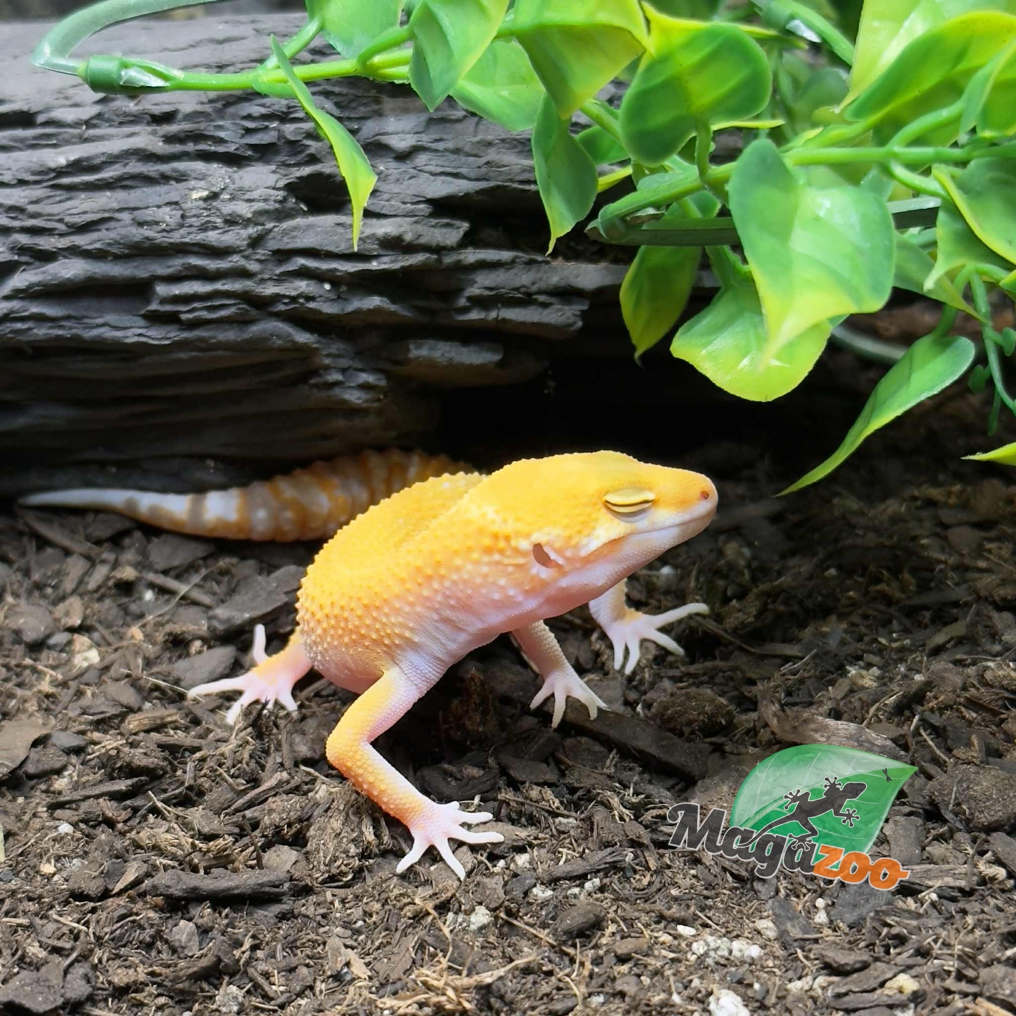 Magazoo Sunglow het eclipse Male Leopard Gecko 05/04/25 #8 (SPECIAL ORDER)