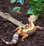 Magazoo Blackwater Female Leopard Gecko 05/05/25 #9 (SPECIAL ORDER)