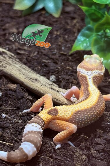 Magazoo Gecko léopard Blackwater Femelle 05/05/25 #9 (EN COMMANDE SPÉCIAL)
