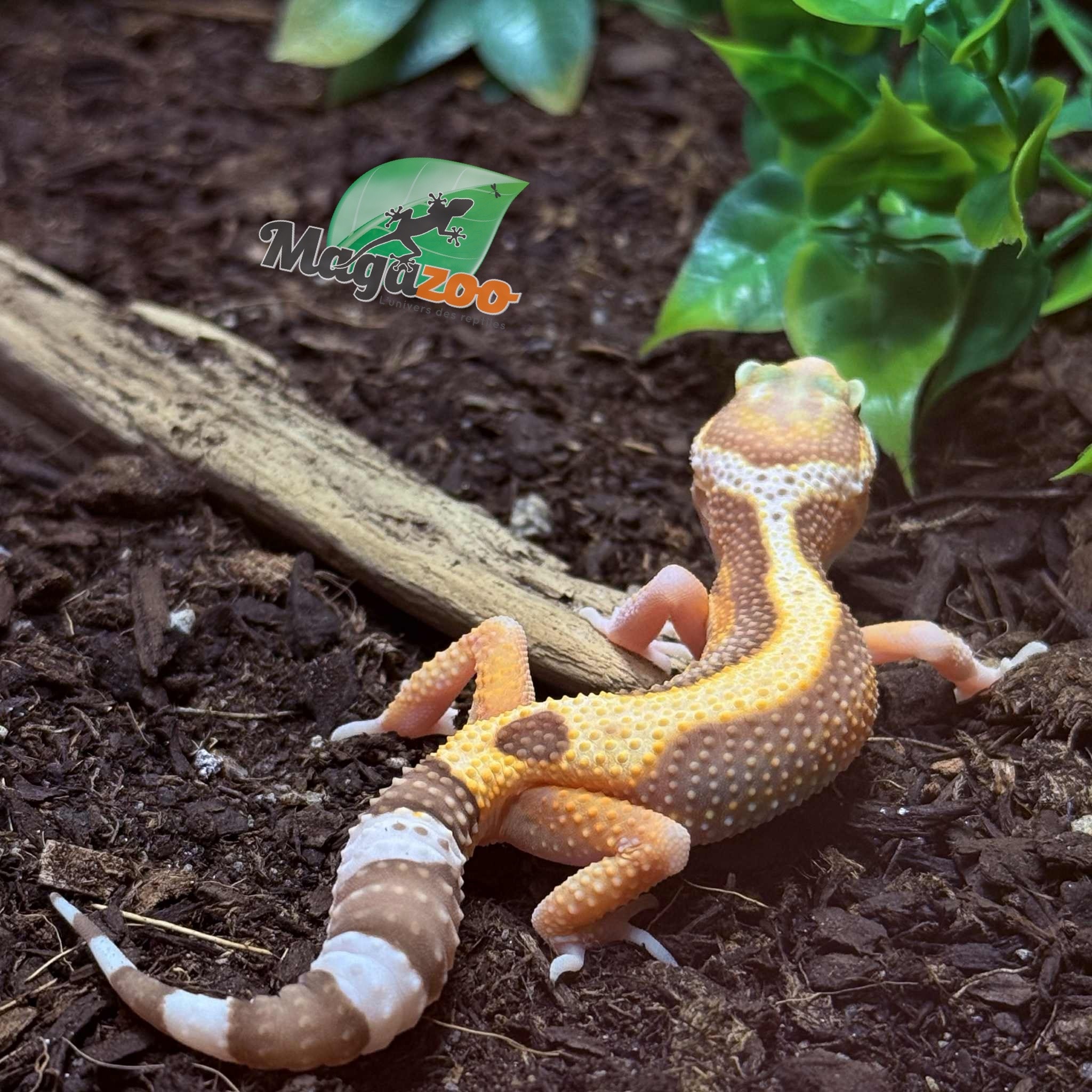 Magazoo Gecko léopard Blackwater Femelle 05/05/25 #9 (EN COMMANDE SPÉCIAL)