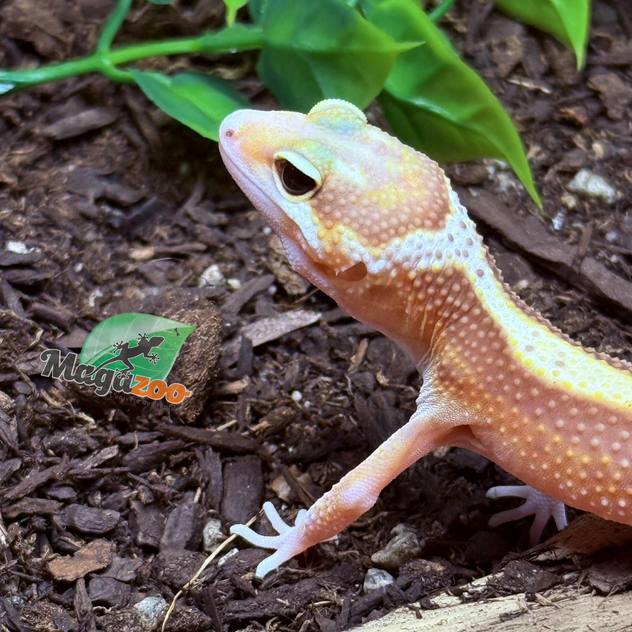 Magazoo Blackwater Female Leopard Gecko 05/05/25 #9 (SPECIAL ORDER)