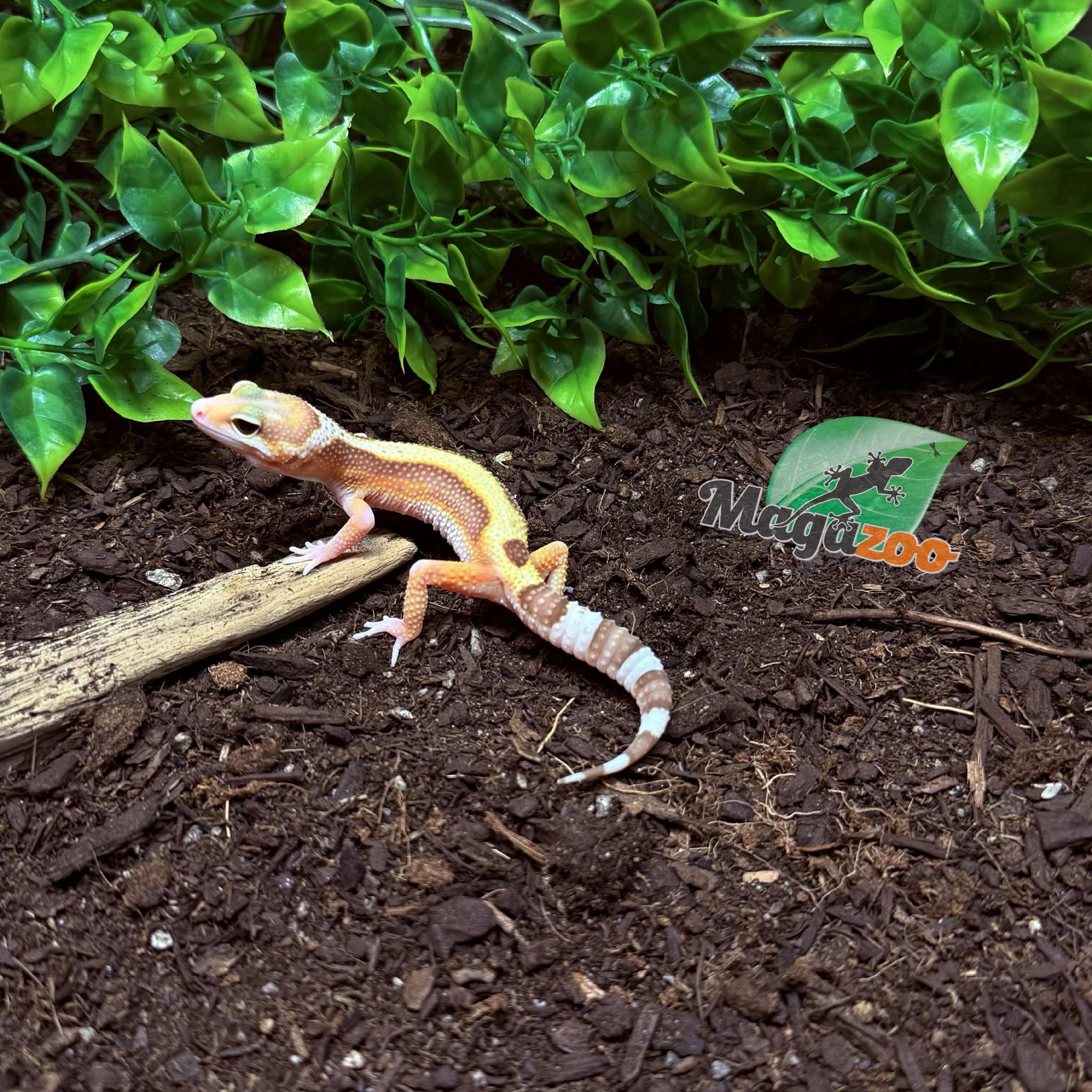 Magazoo Gecko léopard Blackwater Femelle 05/05/25 #9 (EN COMMANDE SPÉCIAL)