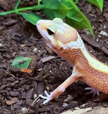 Magazoo Blackwater Female Leopard Gecko 05/05/25 #9 (SPECIAL ORDER)