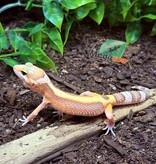 Magazoo Gecko léopard Blackwater Femelle 05/05/25 #9 (EN COMMANDE SPÉCIAL)