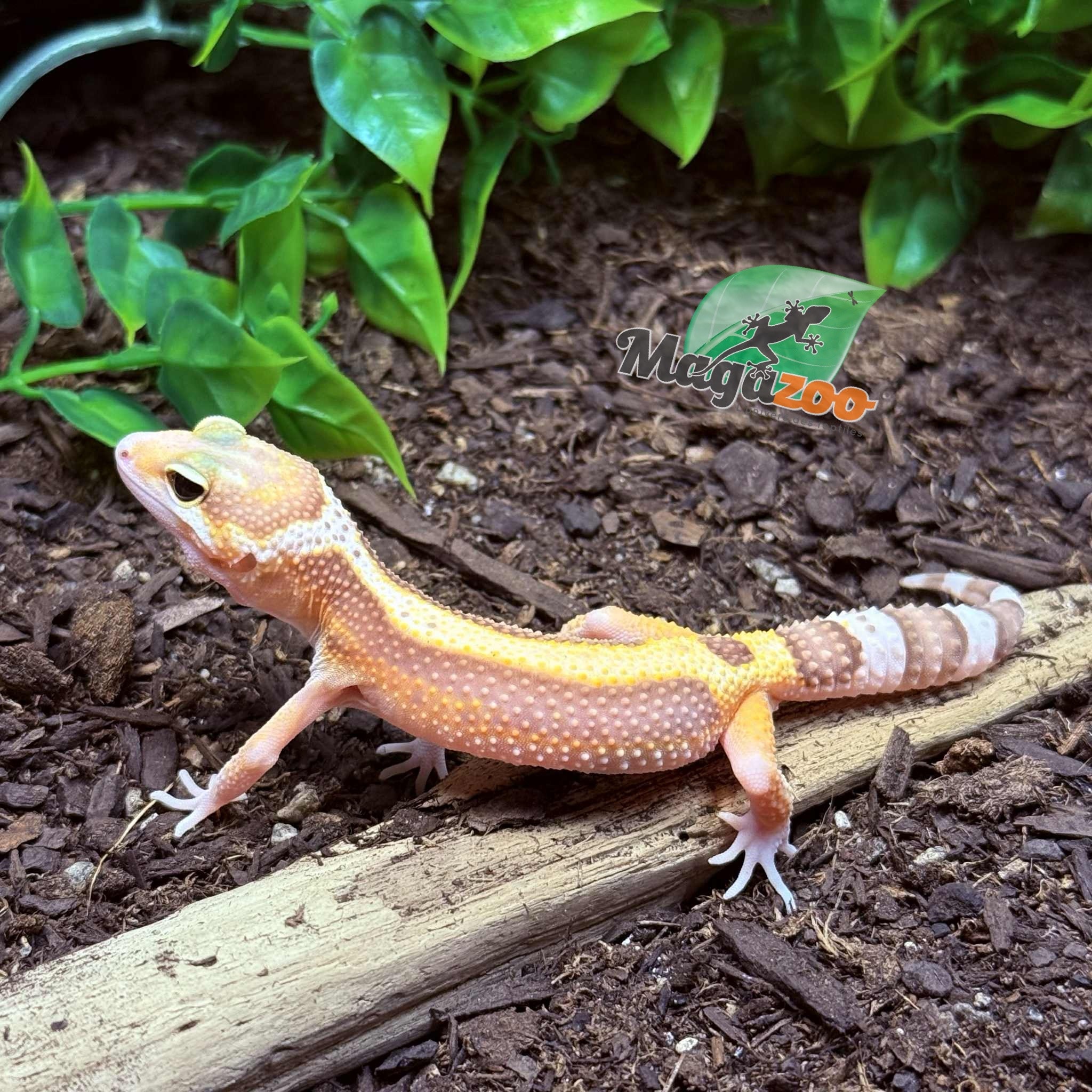 Magazoo Gecko léopard Blackwater Femelle 05/05/25 #9 (EN COMMANDE SPÉCIAL)