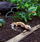 Magazoo Blackwater Female Leopard Gecko 05/05/25 #9 (SPECIAL ORDER)