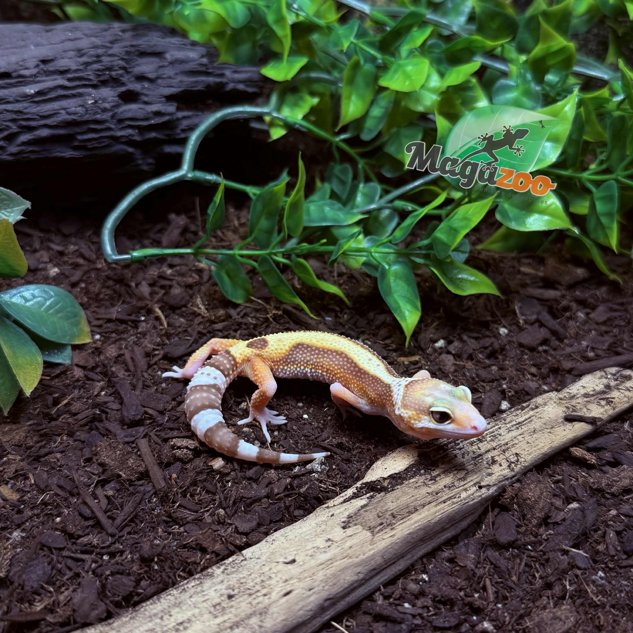 Magazoo Blackwater Female Leopard Gecko 05/05/25 #9 (SPECIAL ORDER)