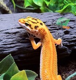 Magazoo Gecko léopard Emerine poss redstripe Femelle 21/03/25 #10  (EN COMMANDE SPÉCIAL)