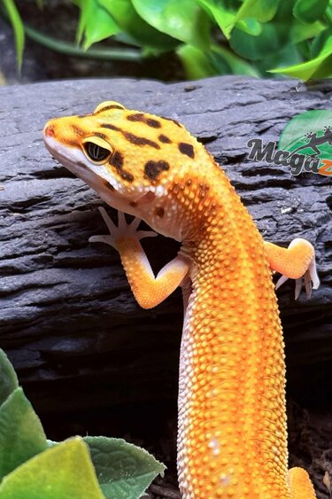 Magazoo Emerine poss redstripe Female Leopard Gecko 03/21/25 #10 (SPECIAL ORDER)