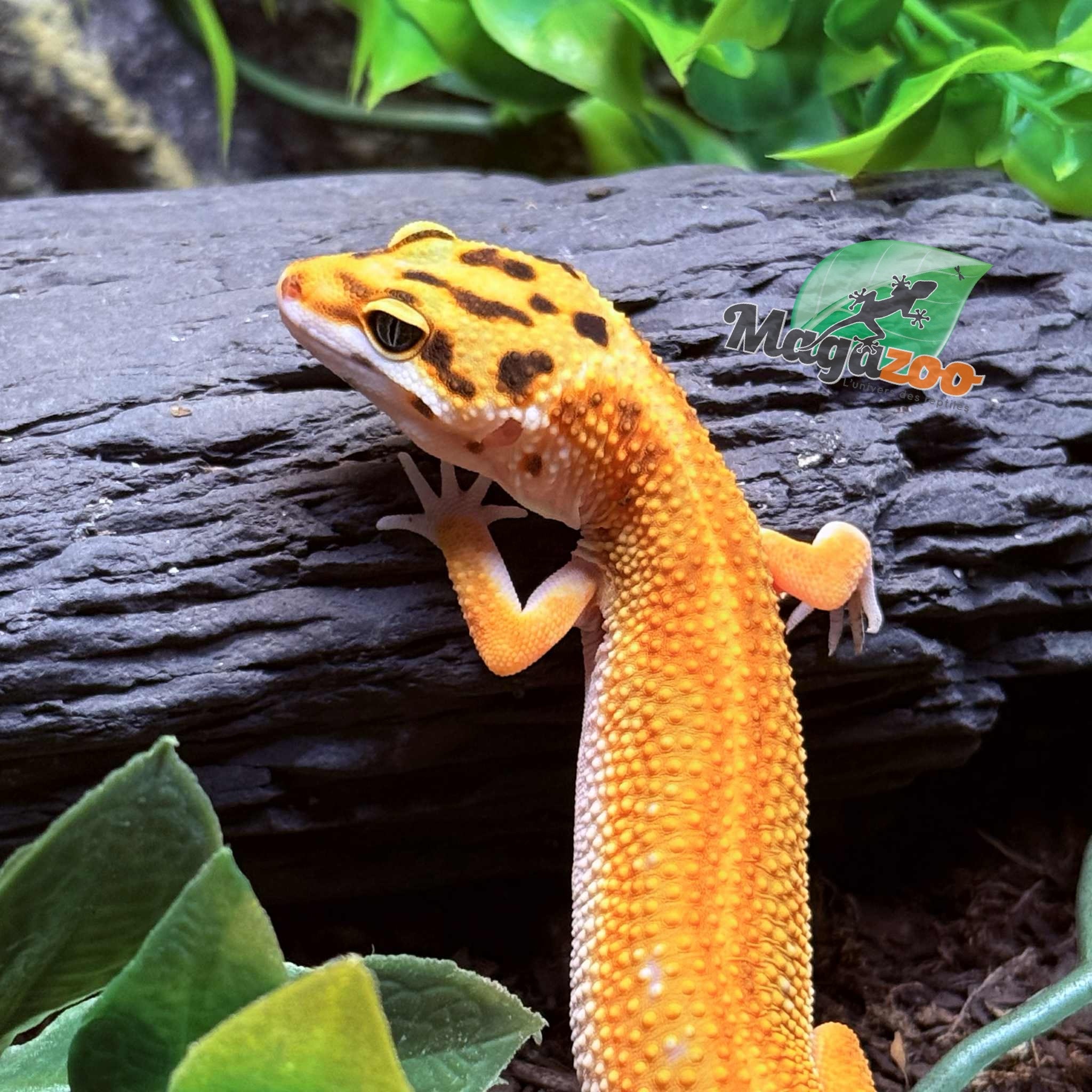 Magazoo Gecko léopard Emerine poss redstripe Femelle 21/03/25 #10  (EN COMMANDE SPÉCIAL)