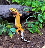 Magazoo Gecko léopard Emerine poss redstripe Femelle 21/03/25 #10  (EN COMMANDE SPÉCIAL)