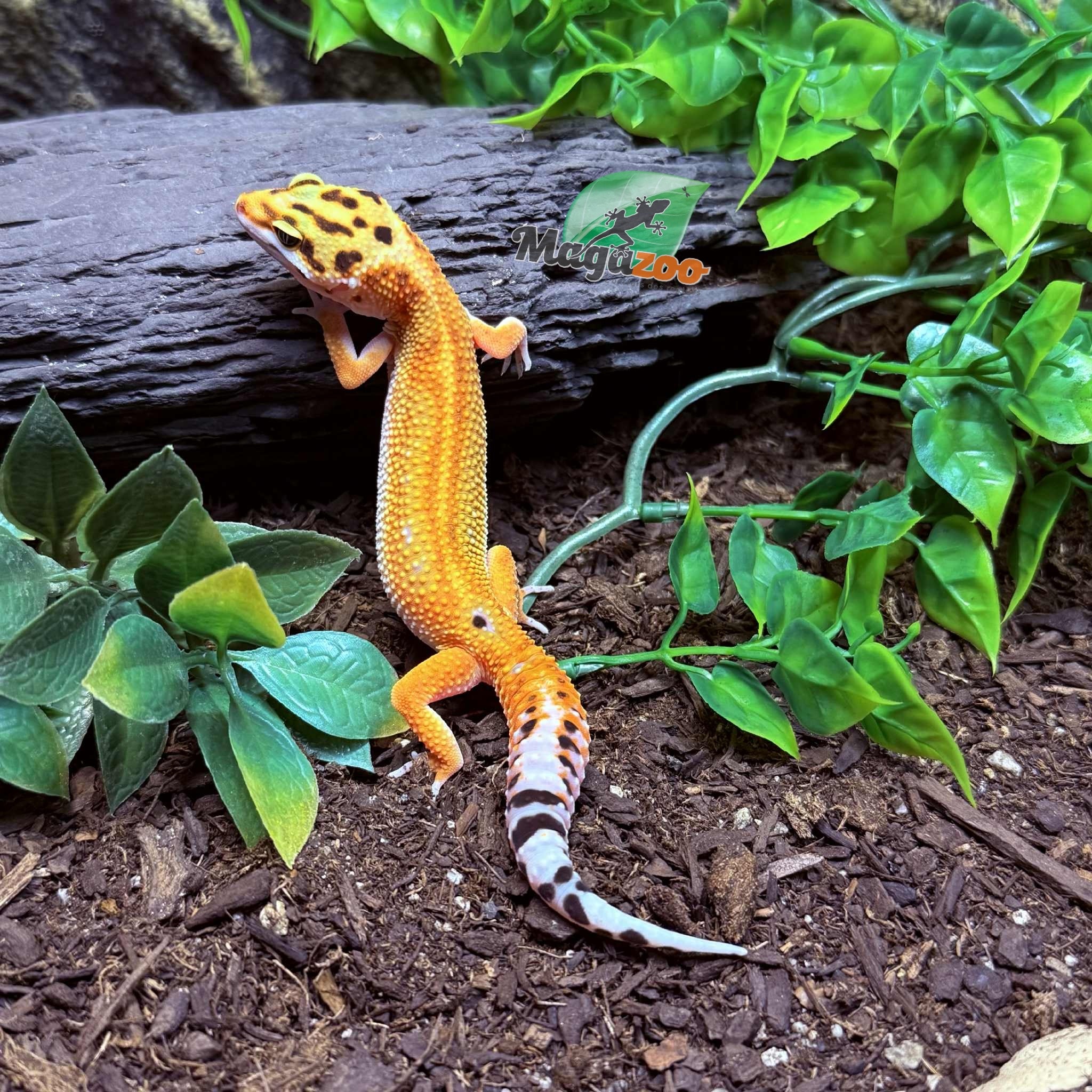 Magazoo Emerine poss redstripe Female Leopard Gecko 03/21/25 #10 (SPECIAL ORDER)