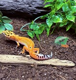 Magazoo Gecko léopard Emerine poss redstripe Femelle 21/03/25 #10  (EN COMMANDE SPÉCIAL)