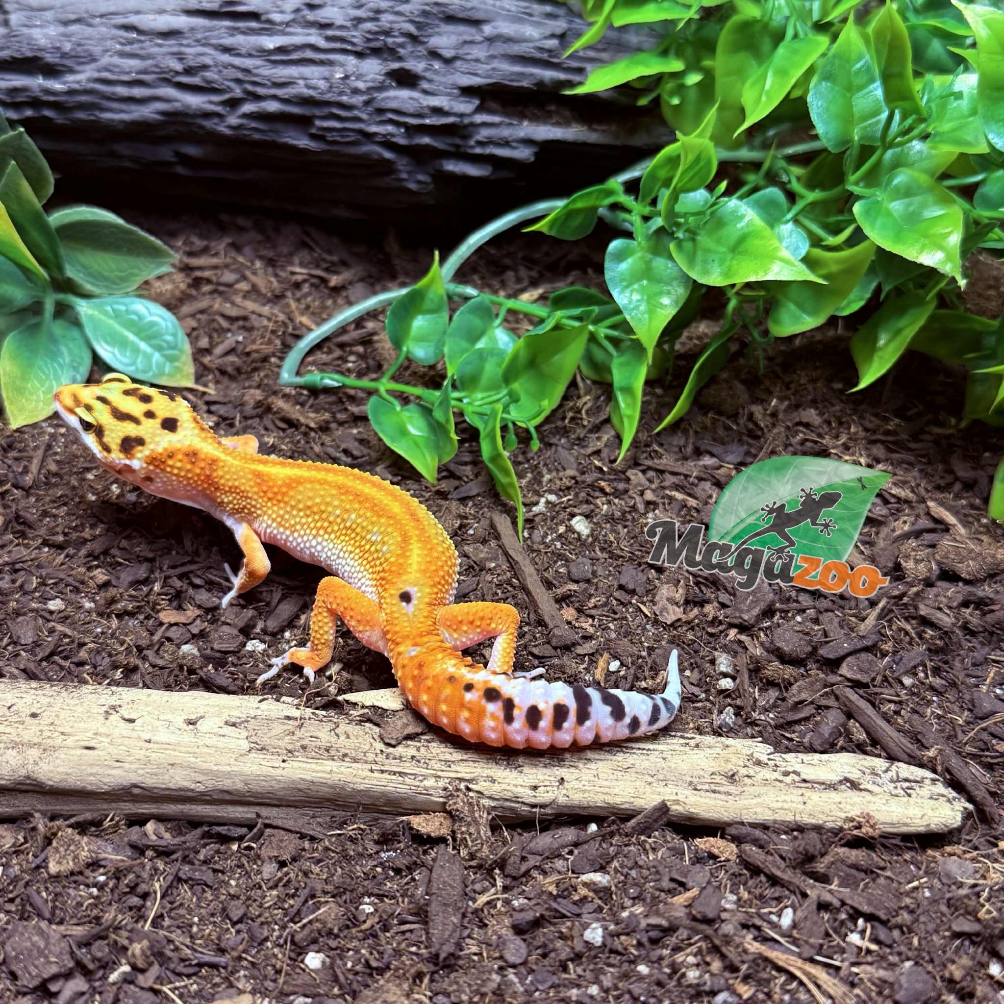 Magazoo Gecko léopard Emerine poss redstripe Femelle 21/03/25 #10  (EN COMMANDE SPÉCIAL)