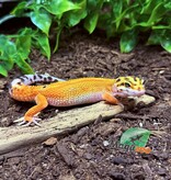 Magazoo Gecko léopard Emerine poss redstripe Femelle 21/03/25 #10  (EN COMMANDE SPÉCIAL)