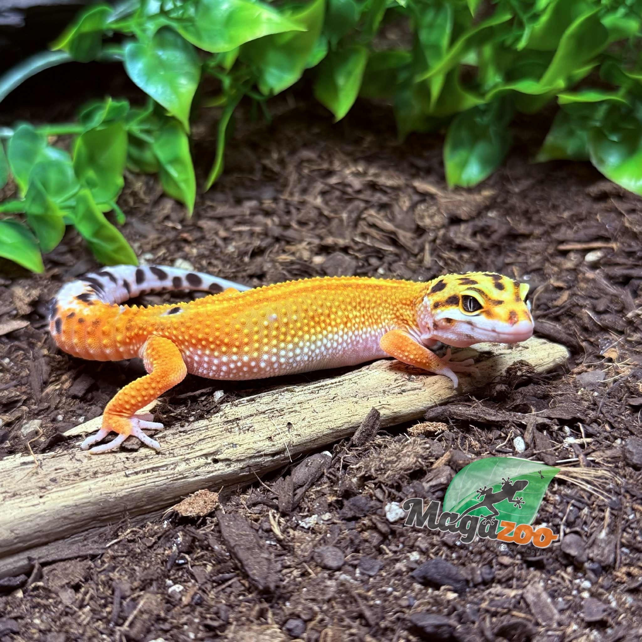 Magazoo Emerine poss redstripe Female Leopard Gecko 03/21/25 #10 (SPECIAL ORDER)