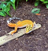 Magazoo Gecko léopard Emerine poss redstripe Femelle 21/03/25 #10  (EN COMMANDE SPÉCIAL)