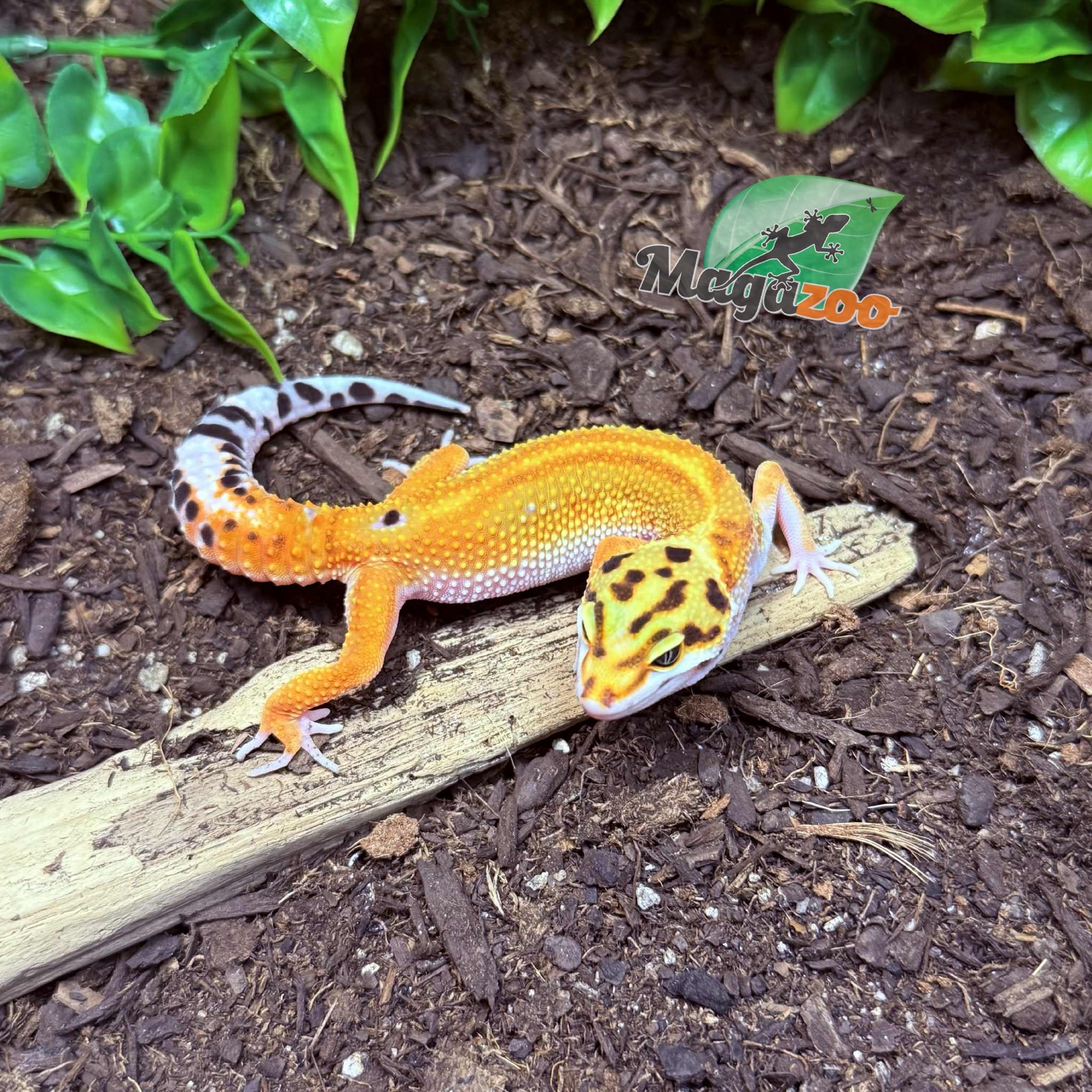 Magazoo Emerine poss redstripe Female Leopard Gecko 03/21/25 #10 (SPECIAL ORDER)