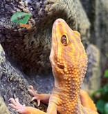 Magazoo Volcano Female Leopard Gecko 11/20/24 #11 (SPECIAL ORDER)