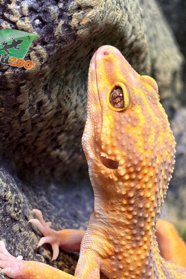 Magazoo Volcano Female Leopard Gecko 11/20/24 #11 (SPECIAL ORDER)