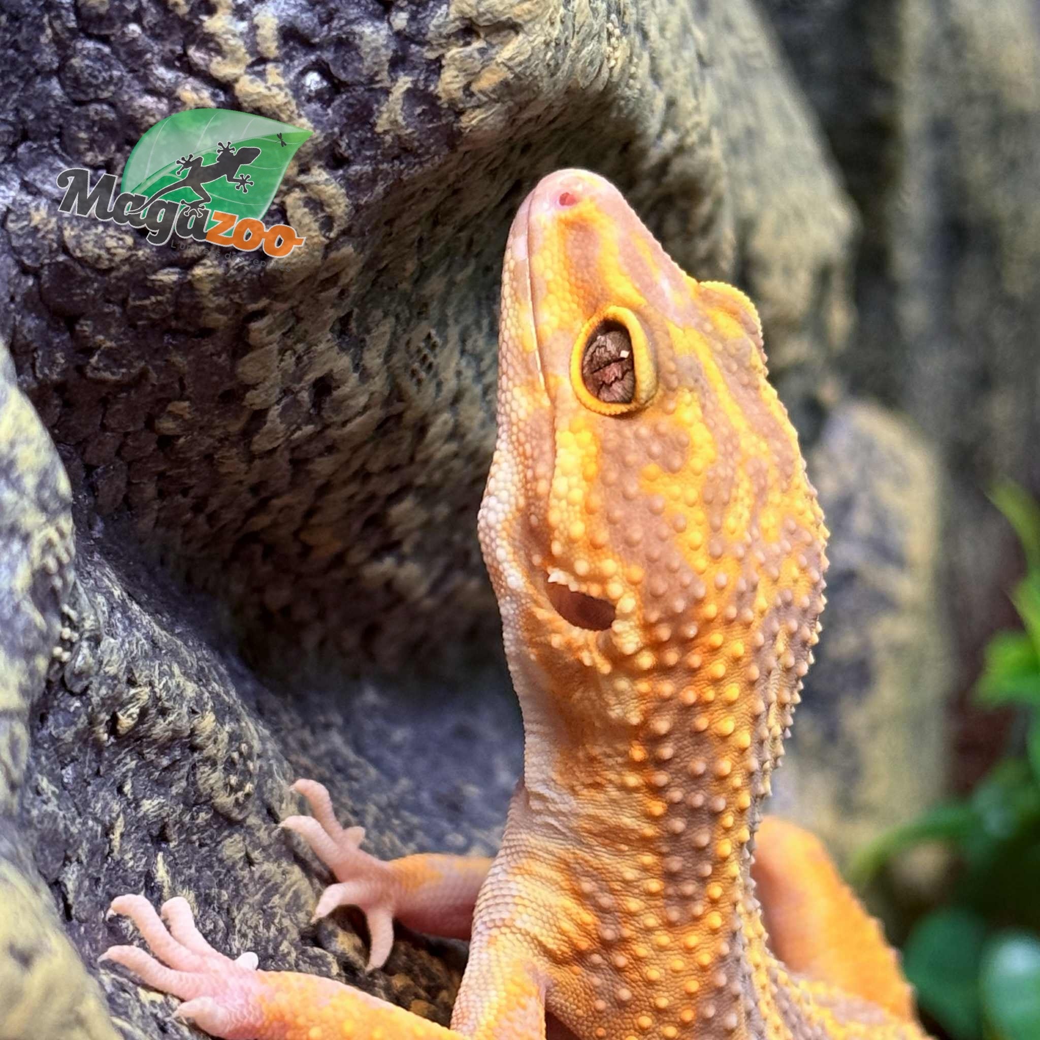 Magazoo Volcano Female Leopard Gecko 11/20/24 #11 (SPECIAL ORDER)