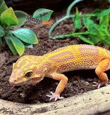 Magazoo Volcano Female Leopard Gecko 11/20/24 #11 (SPECIAL ORDER)