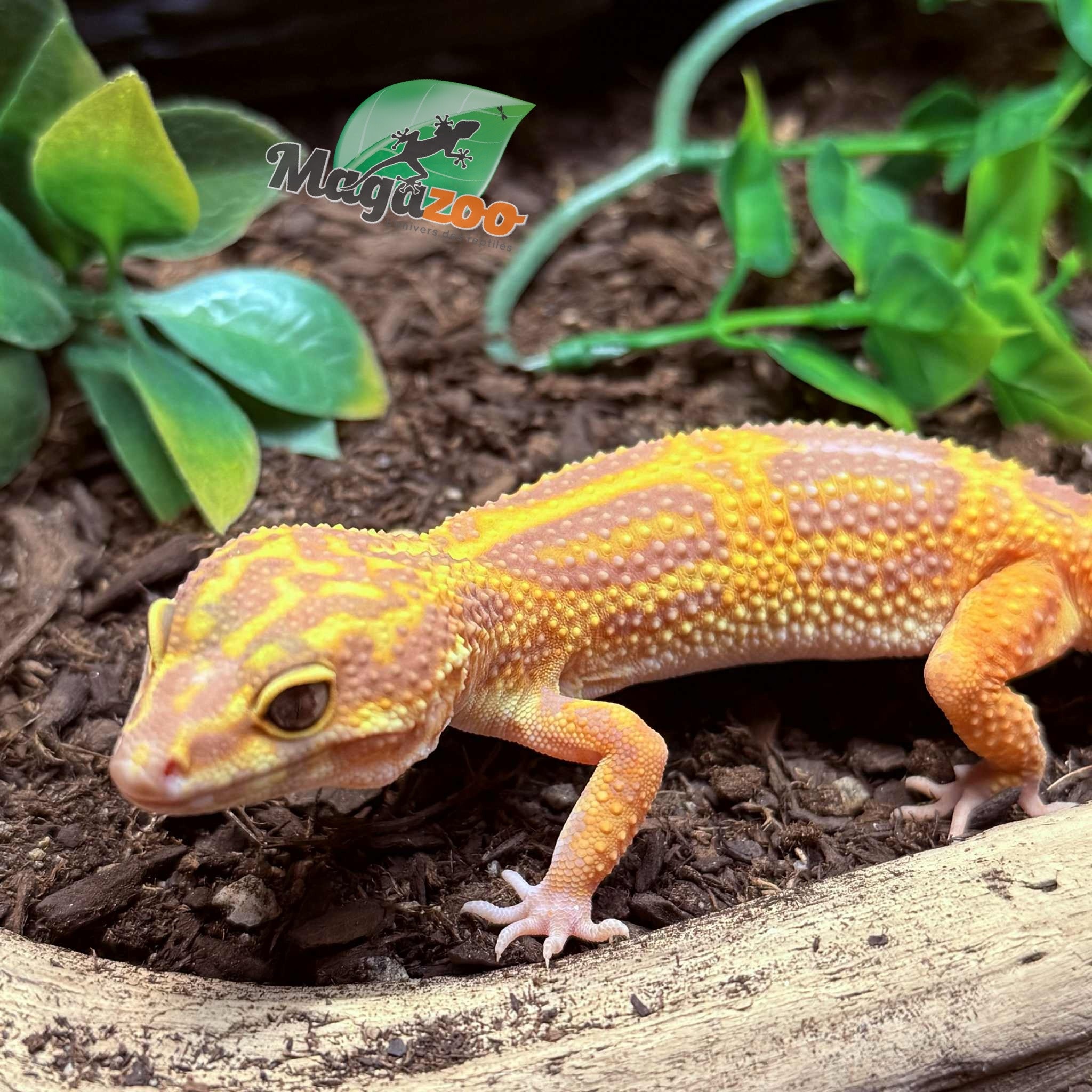 Magazoo Volcano Female Leopard Gecko 11/20/24 #11 (SPECIAL ORDER)