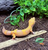 Magazoo Volcano Female Leopard Gecko 11/20/24 #11 (SPECIAL ORDER)