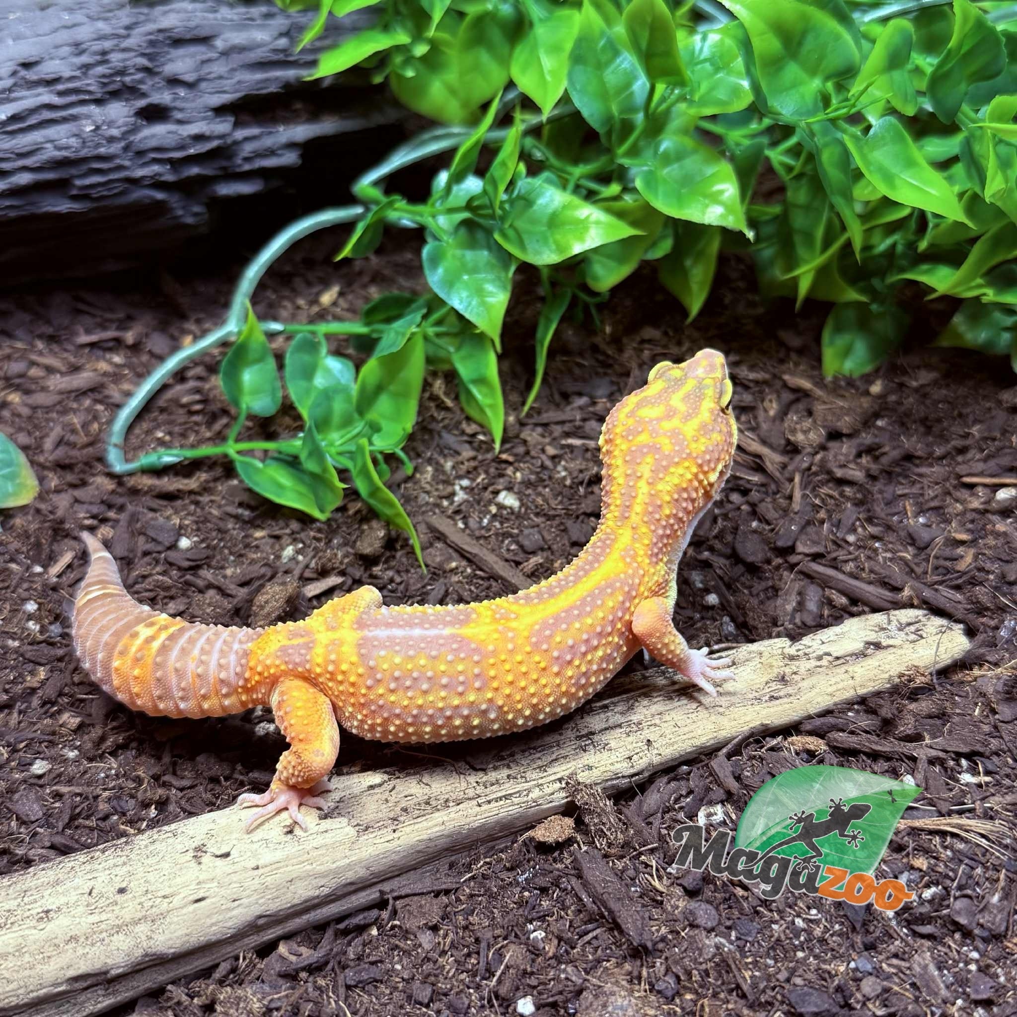 Magazoo Volcano Female Leopard Gecko 11/20/24 #11 (SPECIAL ORDER)