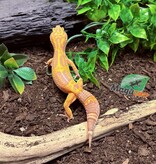 Magazoo Volcano Female Leopard Gecko 11/20/24 #11 (SPECIAL ORDER)