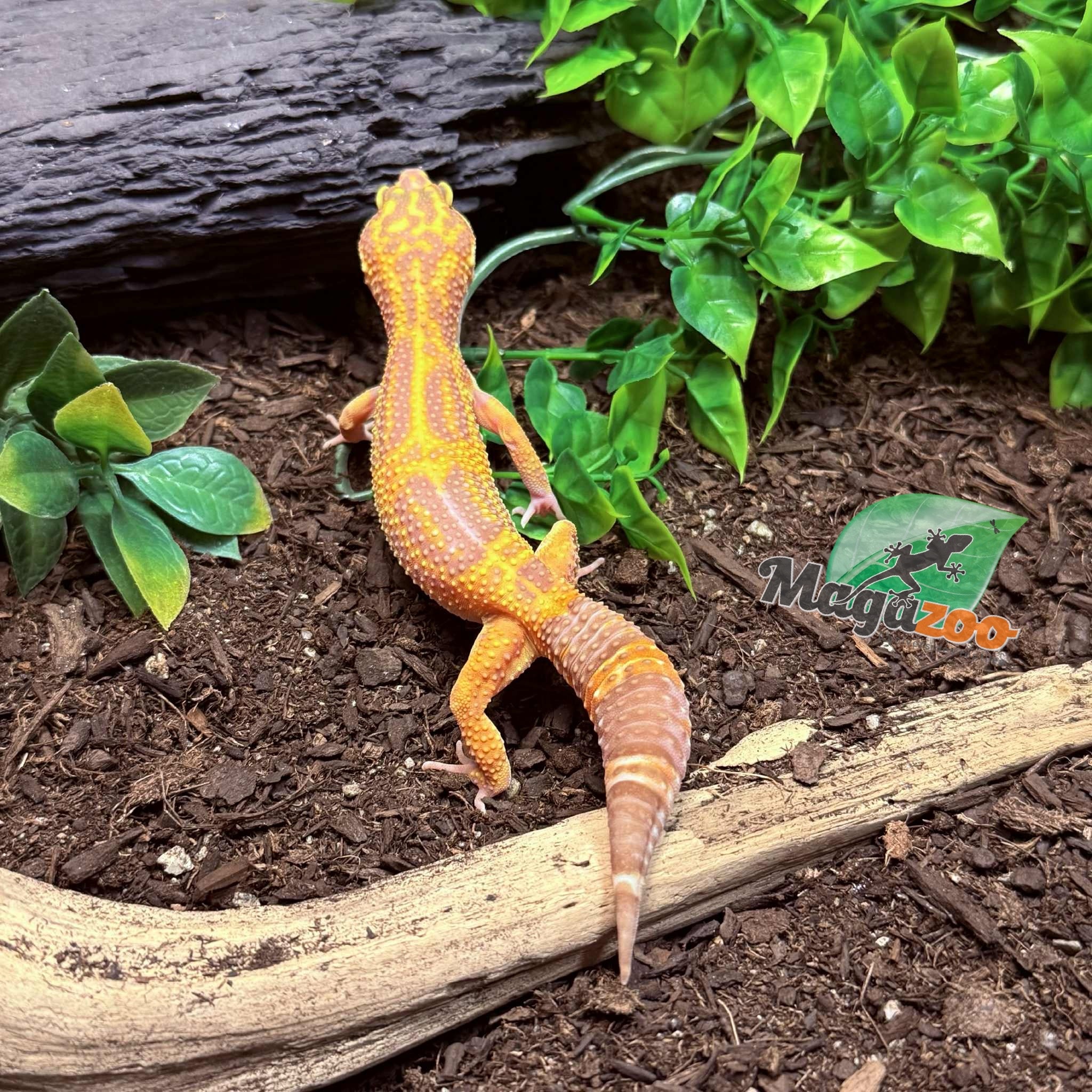 Magazoo Volcano Female Leopard Gecko 11/20/24 #11 (SPECIAL ORDER)