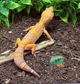 Magazoo Volcano Female Leopard Gecko 11/20/24 #11 (SPECIAL ORDER)