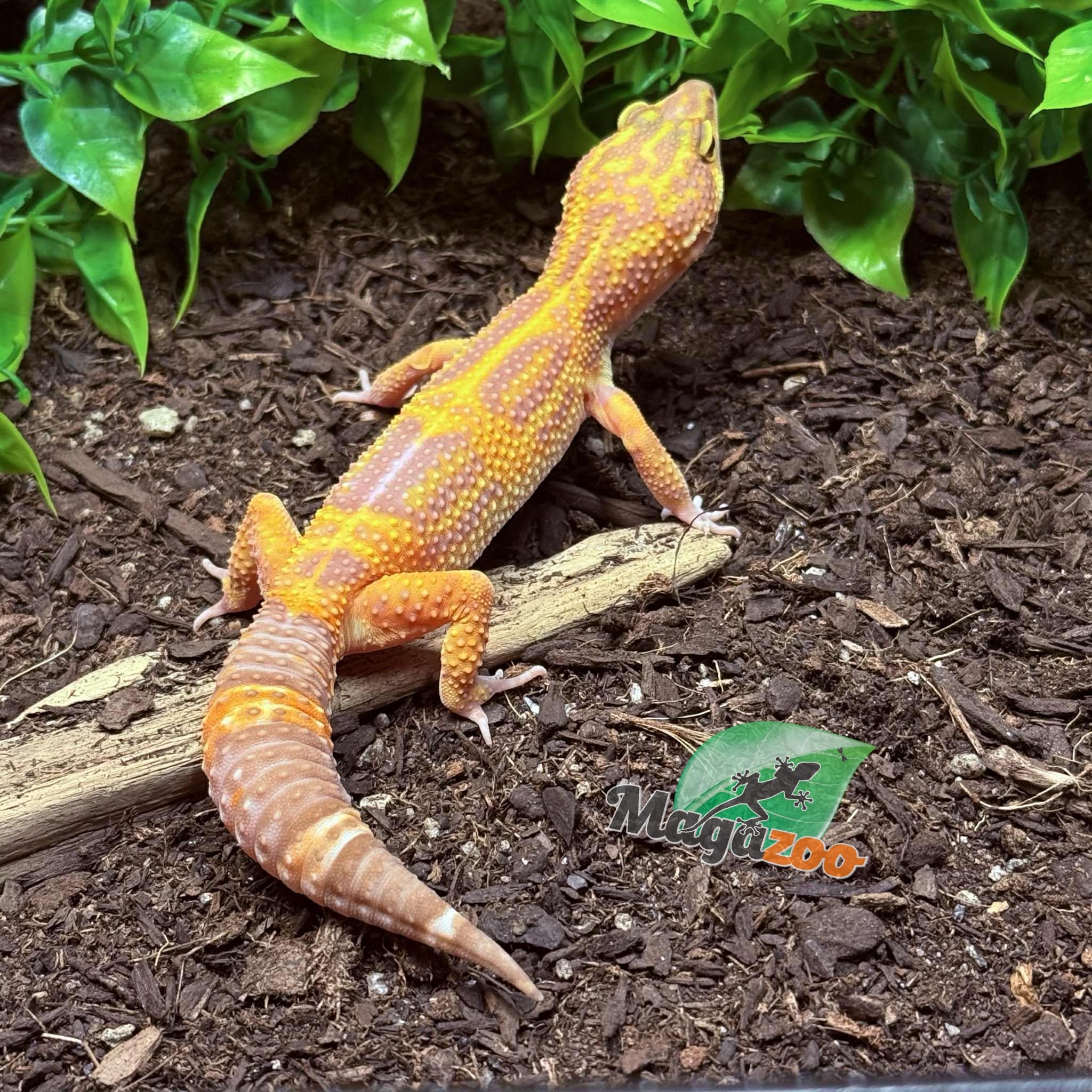 Magazoo Volcano Female Leopard Gecko 11/20/24 #11 (SPECIAL ORDER)