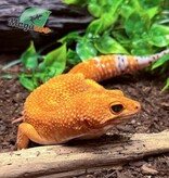 Magazoo Tangerine Tornado (Tug) Male Leopard Gecko 06/14/23 #12 (SPECIAL ORDER)