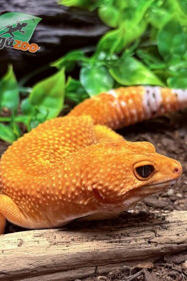 Magazoo Tangerine Tornado (Tug) Male Leopard Gecko 06/14/23 #12 (SPECIAL ORDER)