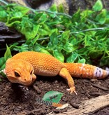 Magazoo Tangerine Tornado (Tug) Male Leopard Gecko 06/14/23 #12 (SPECIAL ORDER)
