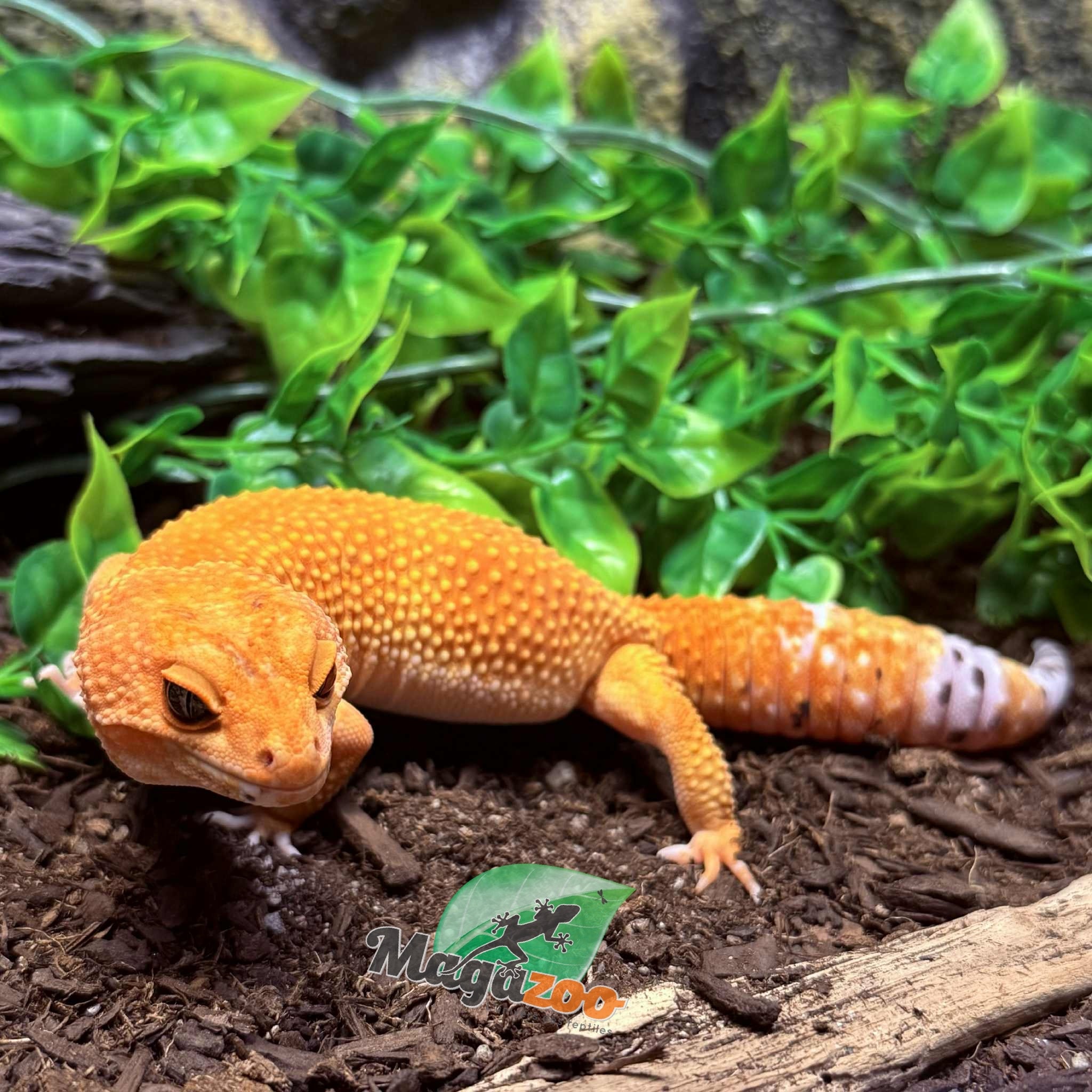 Magazoo Gecko léopard Tangerine Tornado (Tug) Mâle 14/06/23 #12  (EN COMMANDE SPÉCIAL)