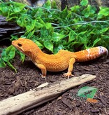 Magazoo Gecko léopard Tangerine Tornado (Tug) Mâle 14/06/23 #12  (EN COMMANDE SPÉCIAL)