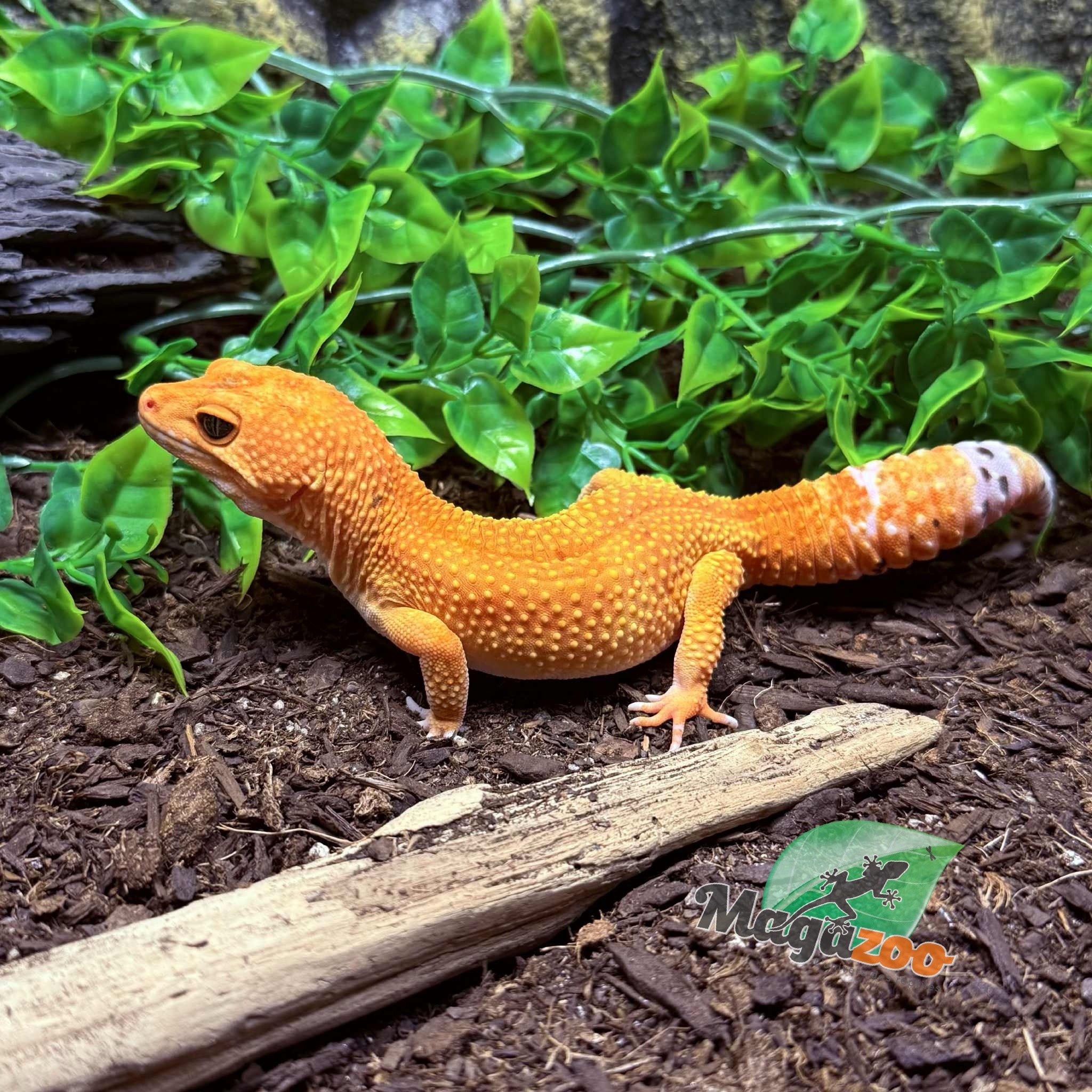 Magazoo Gecko léopard Tangerine Tornado (Tug) Mâle 14/06/23 #12  (EN COMMANDE SPÉCIAL)